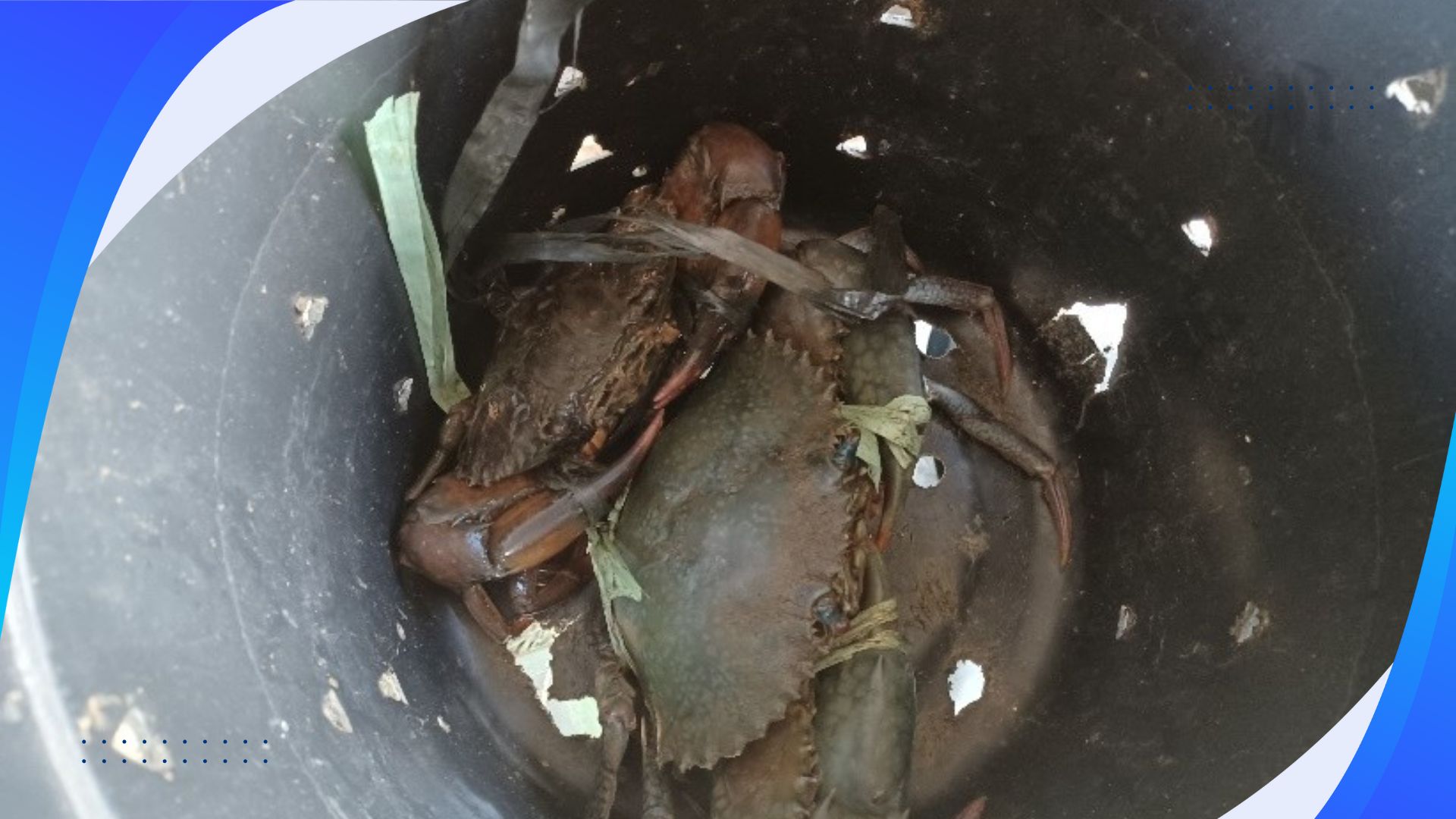 Crab Fattening Project: Supporting Sustainable Livelihoods for Local Fisherfolk